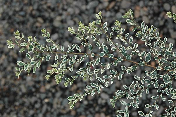 A Azara Micro  Boxleaf Azara - View 5 from www redcrocus com