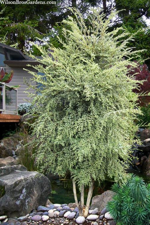 A Azara Micro  Boxleaf Azara - View 7 from www redcrocus com