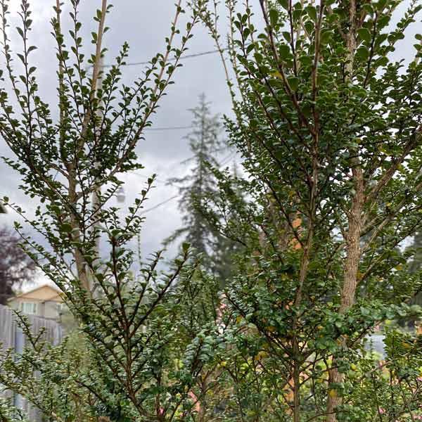 A Azara Micro  Boxleaf Azara - View 9 from www redcrocus com