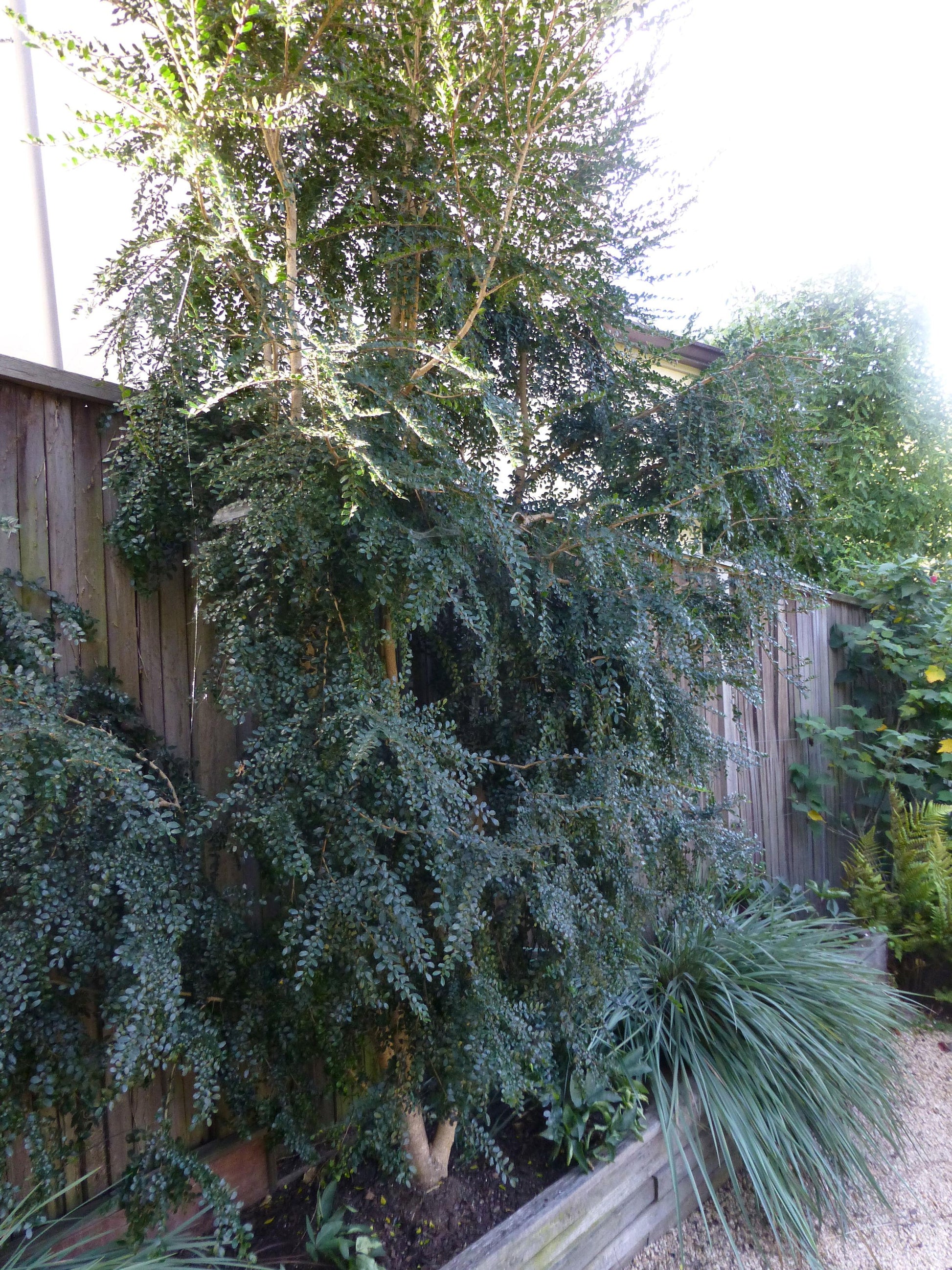 A Boxleaf Azara - View 10 from www redcrocus com