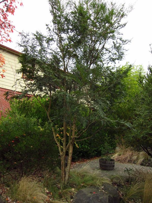 A Boxleaf Azara - View 15 from www redcrocus com