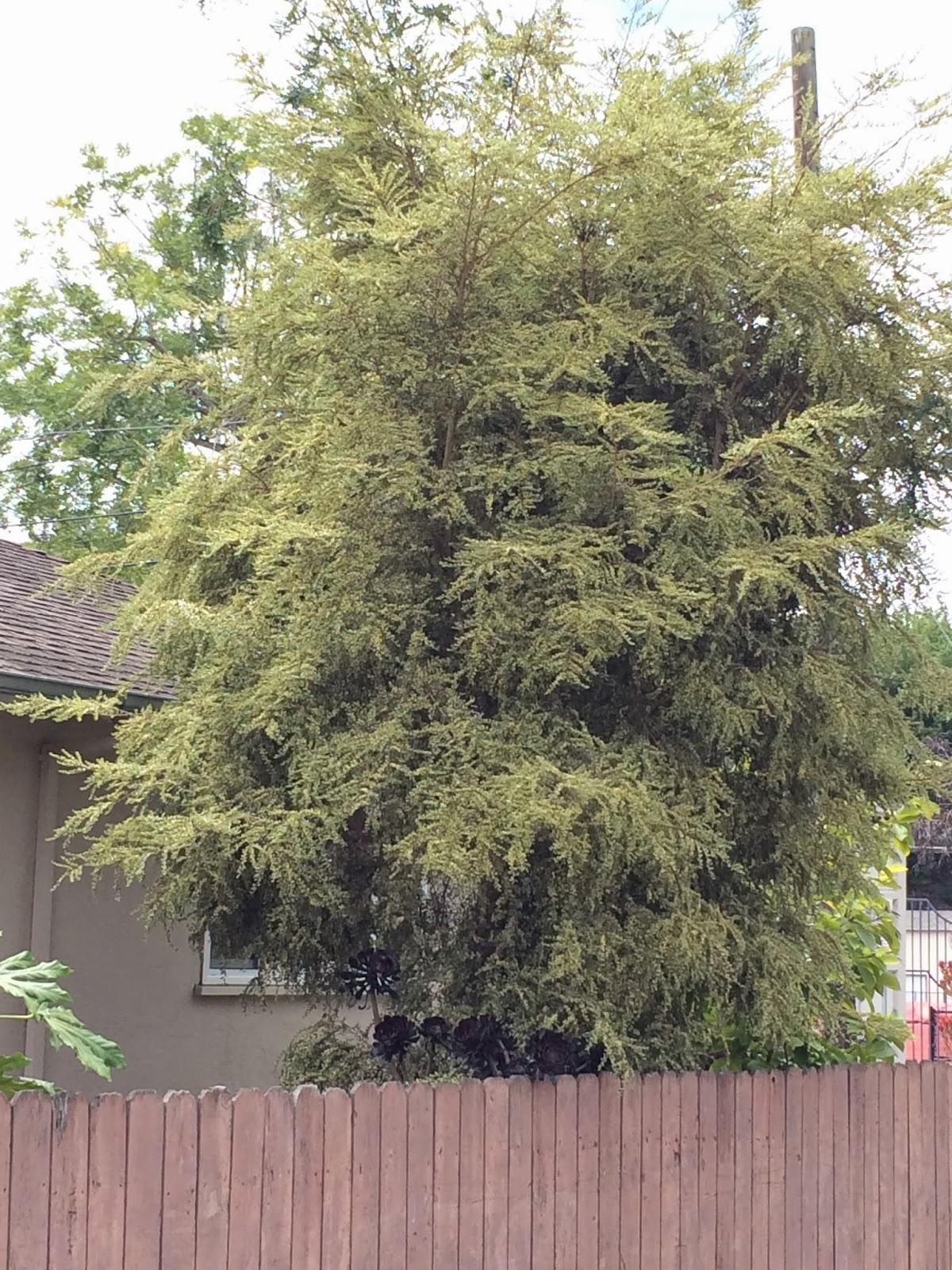 A Boxleaf Azara - View 19 from www redcrocus com