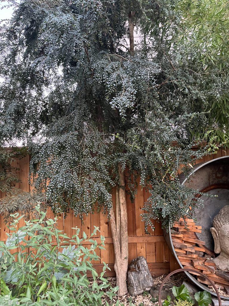 A Boxleaf Azara - View 21 from www redcrocus com