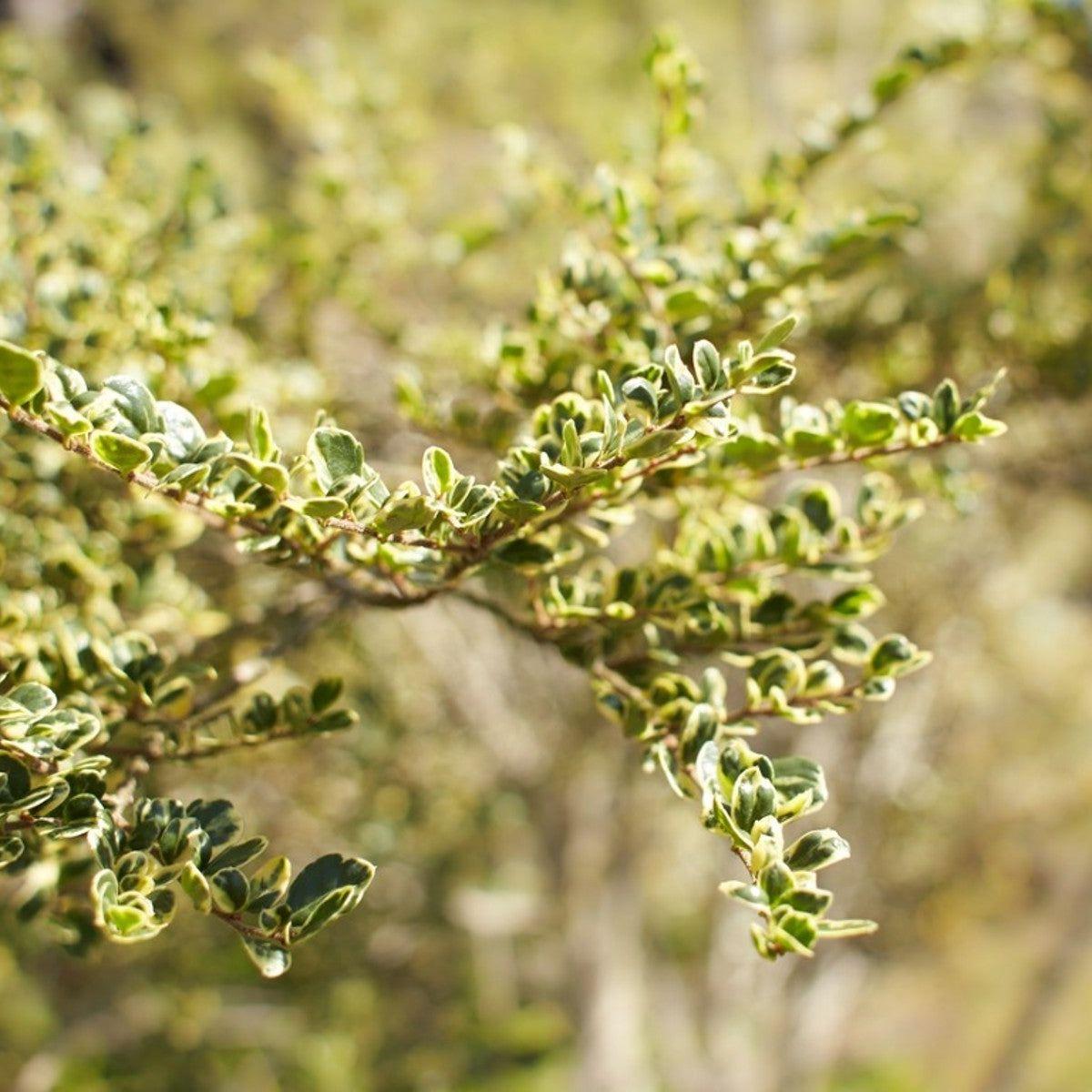 A Boxleaf Azara - View 22 from www redcrocus com