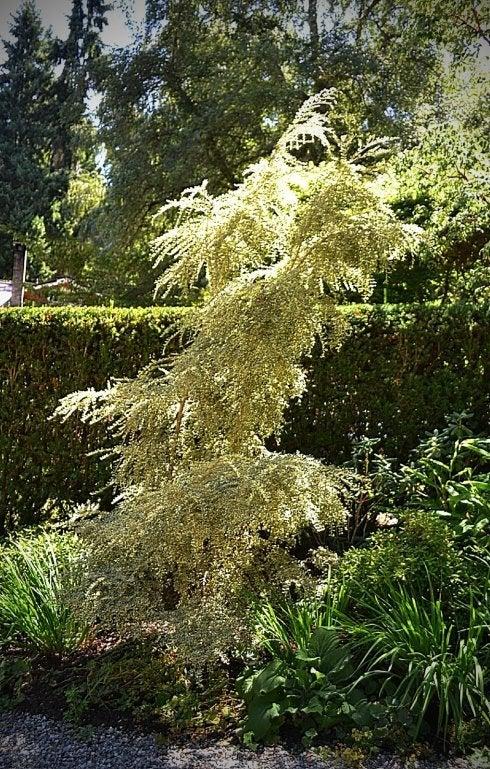 A Boxleaf Azara - View 23 from www redcrocus com