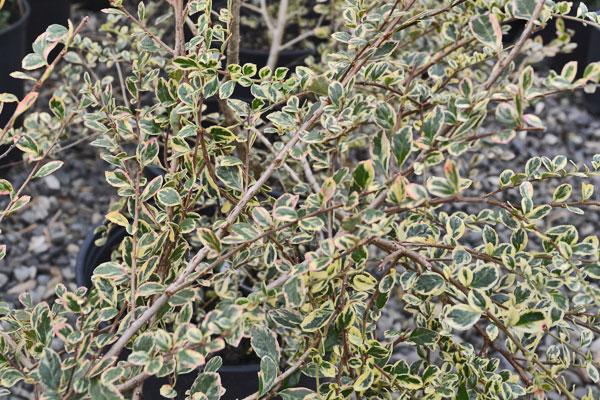 A Boxleaf Azara - View 24 from www redcrocus com