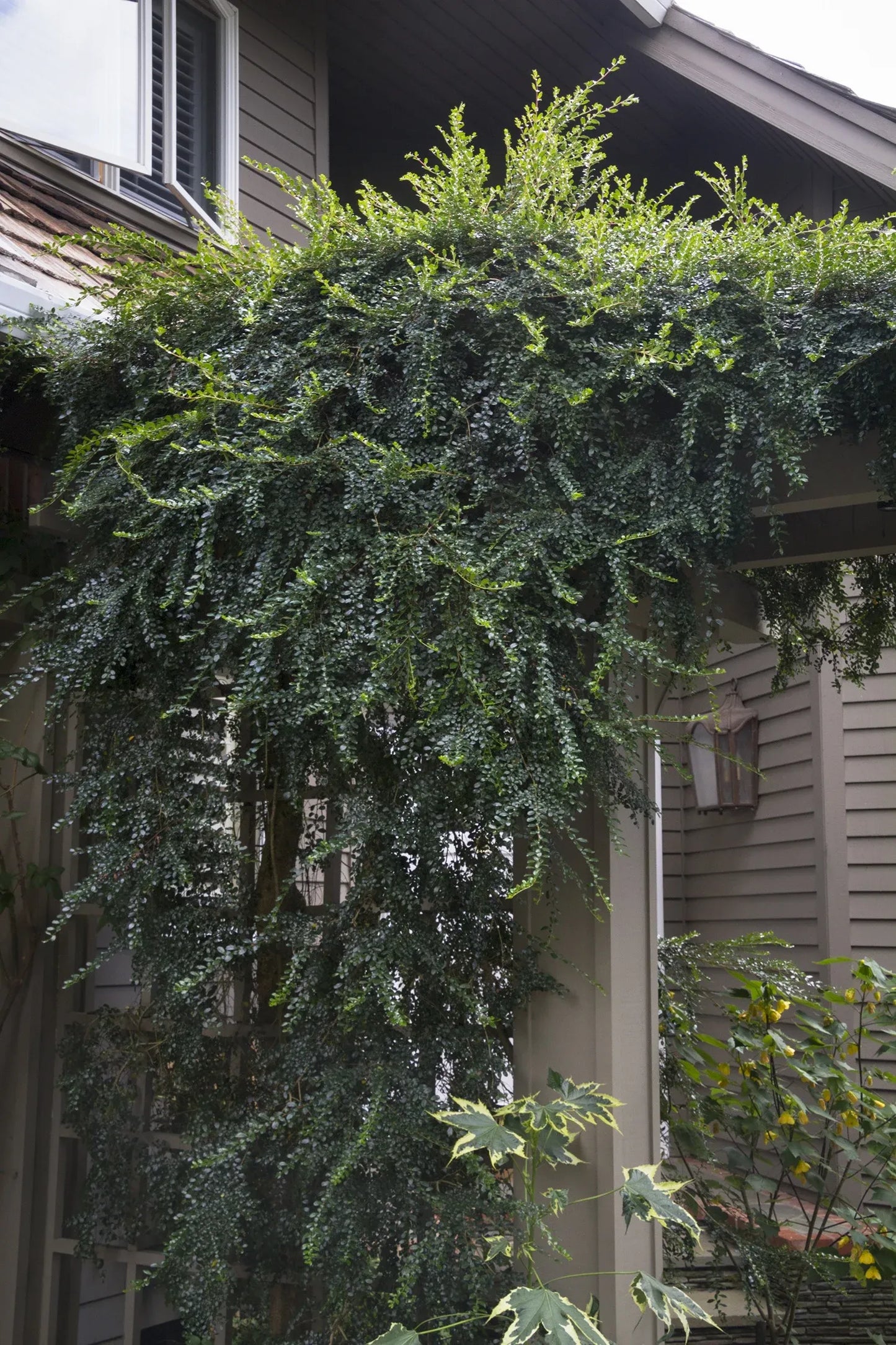 A Boxleaf Azara - View 26 from www redcrocus com