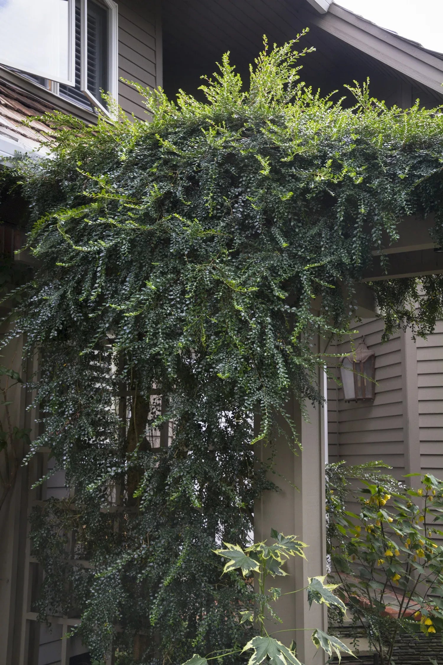 A Boxleaf Azara - View 26 from www redcrocus com