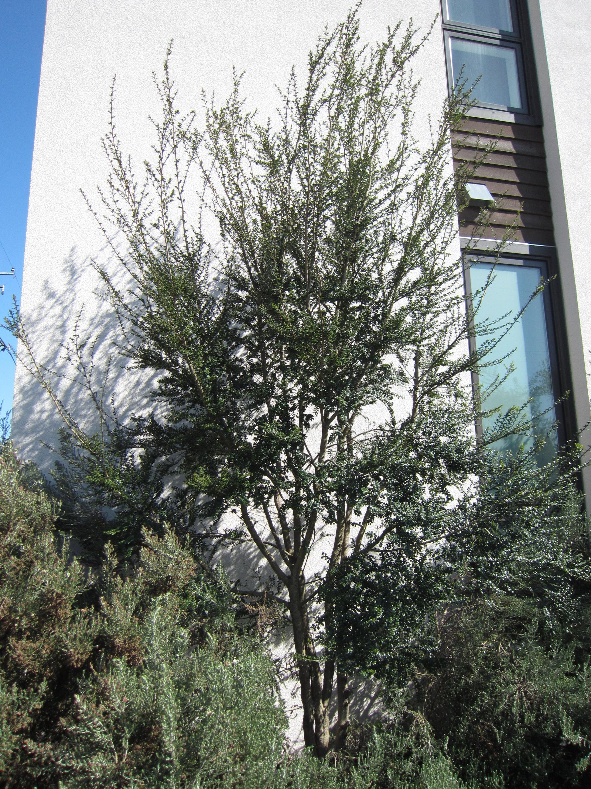 A Boxleaf Azara - View 29 from www redcrocus com