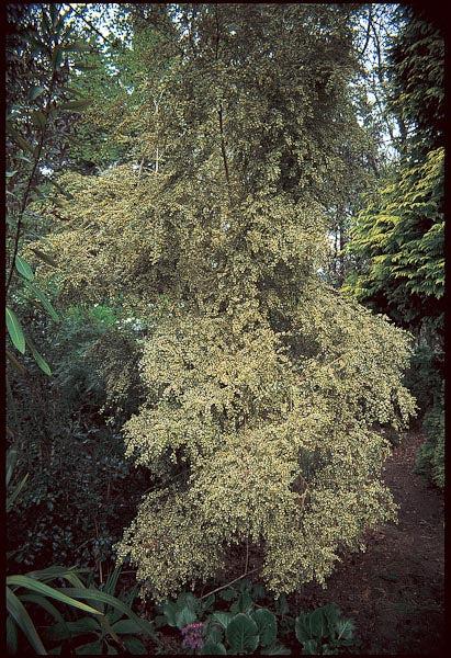 A Boxleaf Azara - View 31 from www redcrocus com