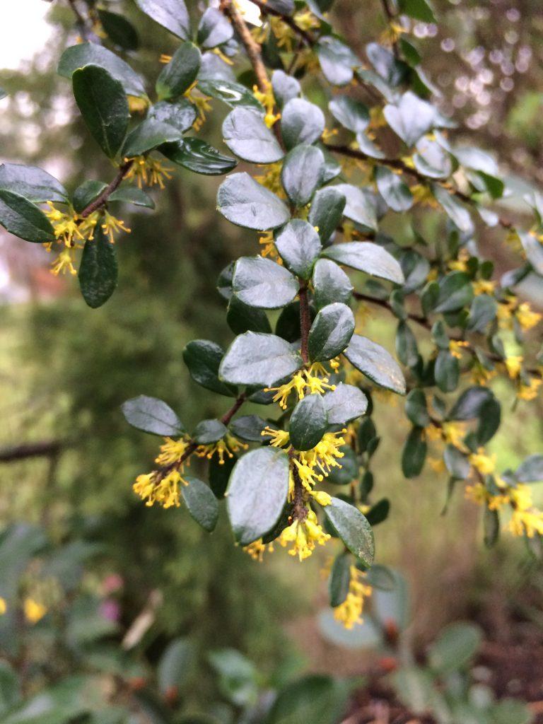 A Boxleaf Azara - View 32 from www redcrocus com