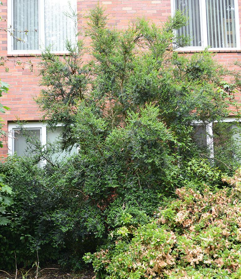 A Boxleaf Azara - View 5 from www redcrocus com