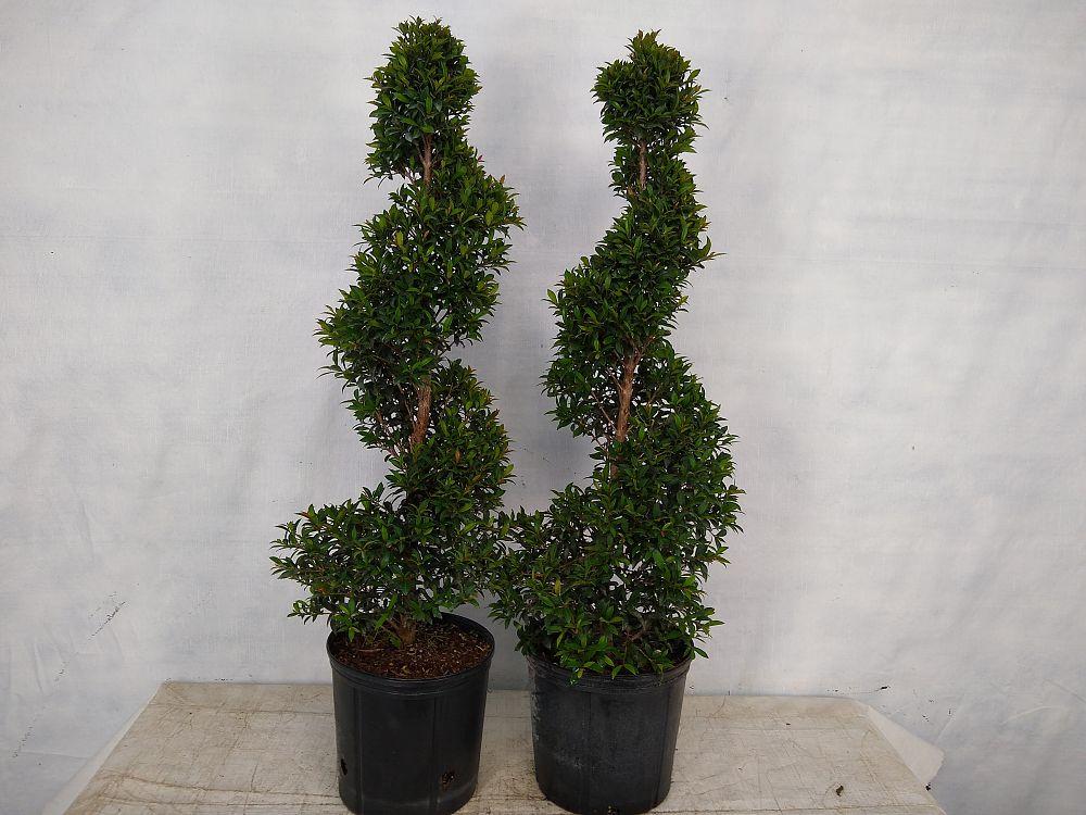 Eugenia Spiral Spiral Topiary - View 10 from www redcrocus com