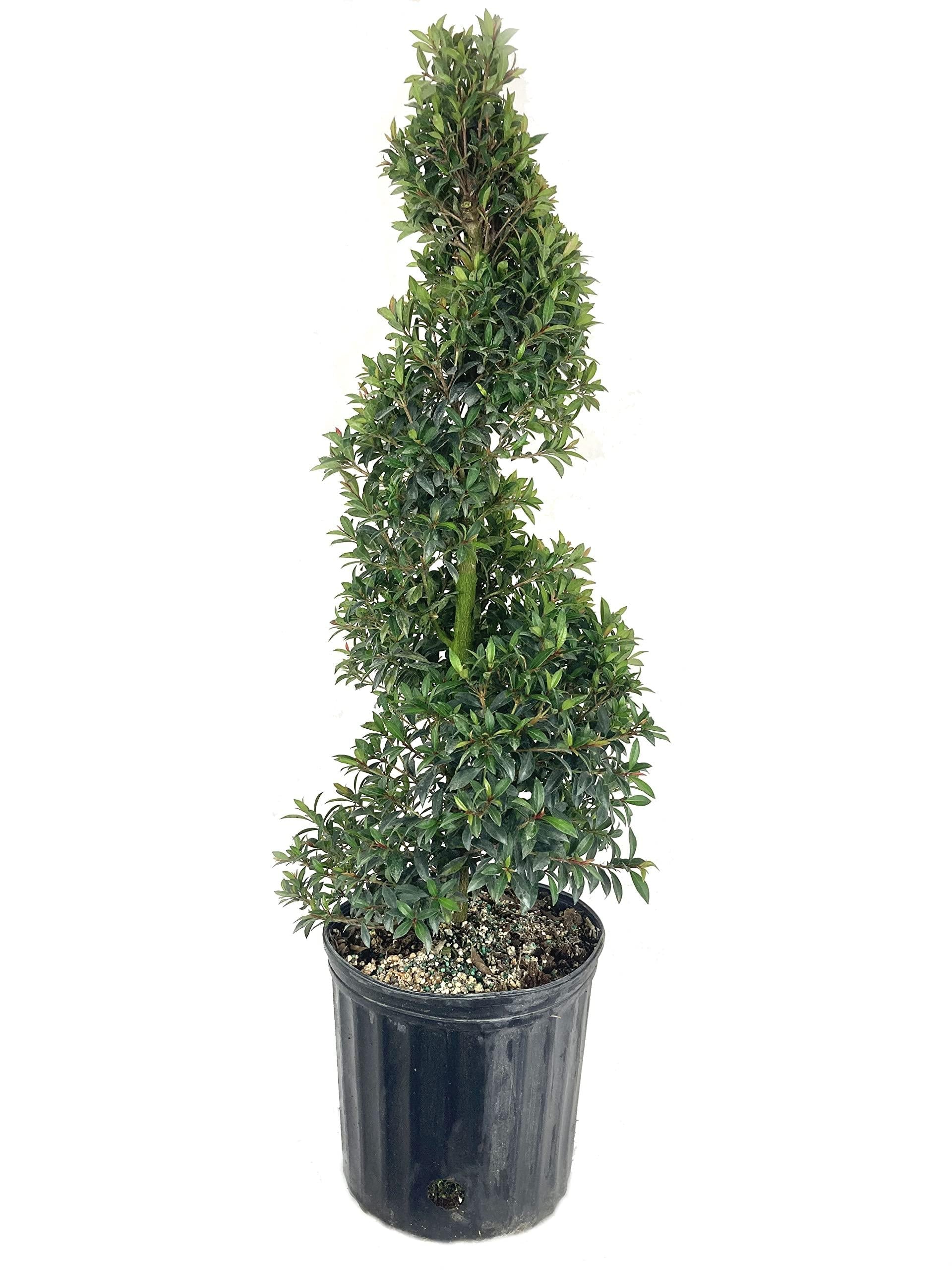 Eugenia Spiral Spiral Topiary - View 11 from www redcrocus com