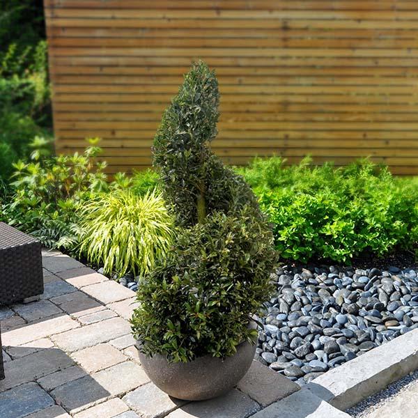 Eugenia Spiral Spiral Topiary - View 12 from www redcrocus com