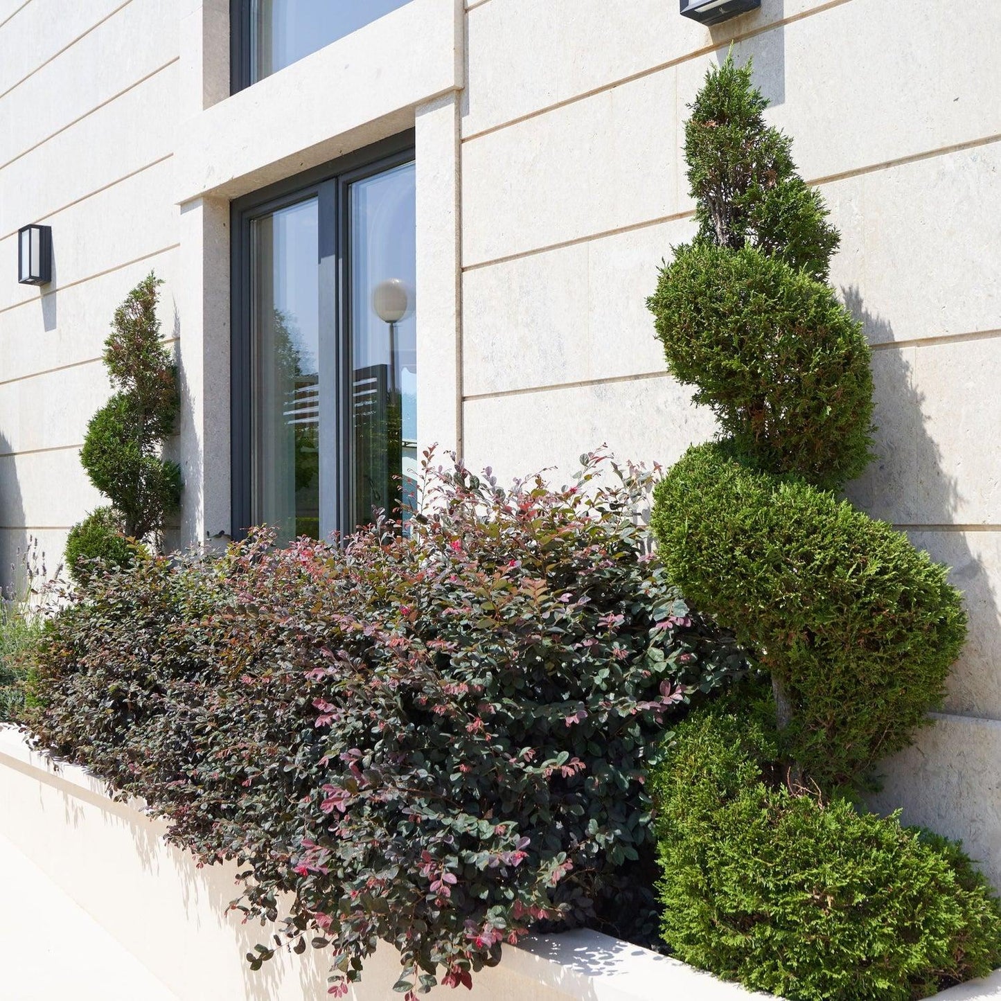 Eugenia Spiral Spiral Topiary - View 13 from www redcrocus com