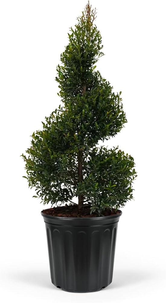 Eugenia Spiral Spiral Topiary - View 14 from www redcrocus com