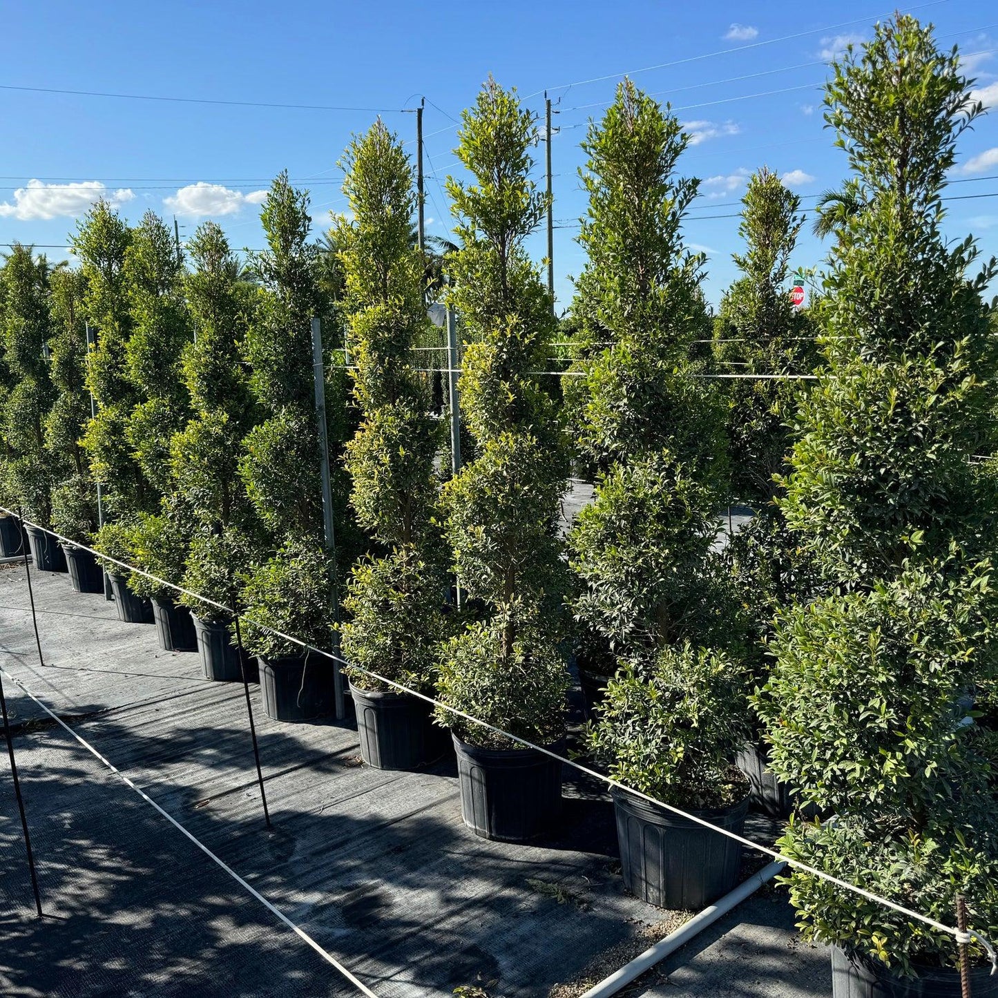 Eugenia Spiral Spiral Topiary - View 16 from www redcrocus com