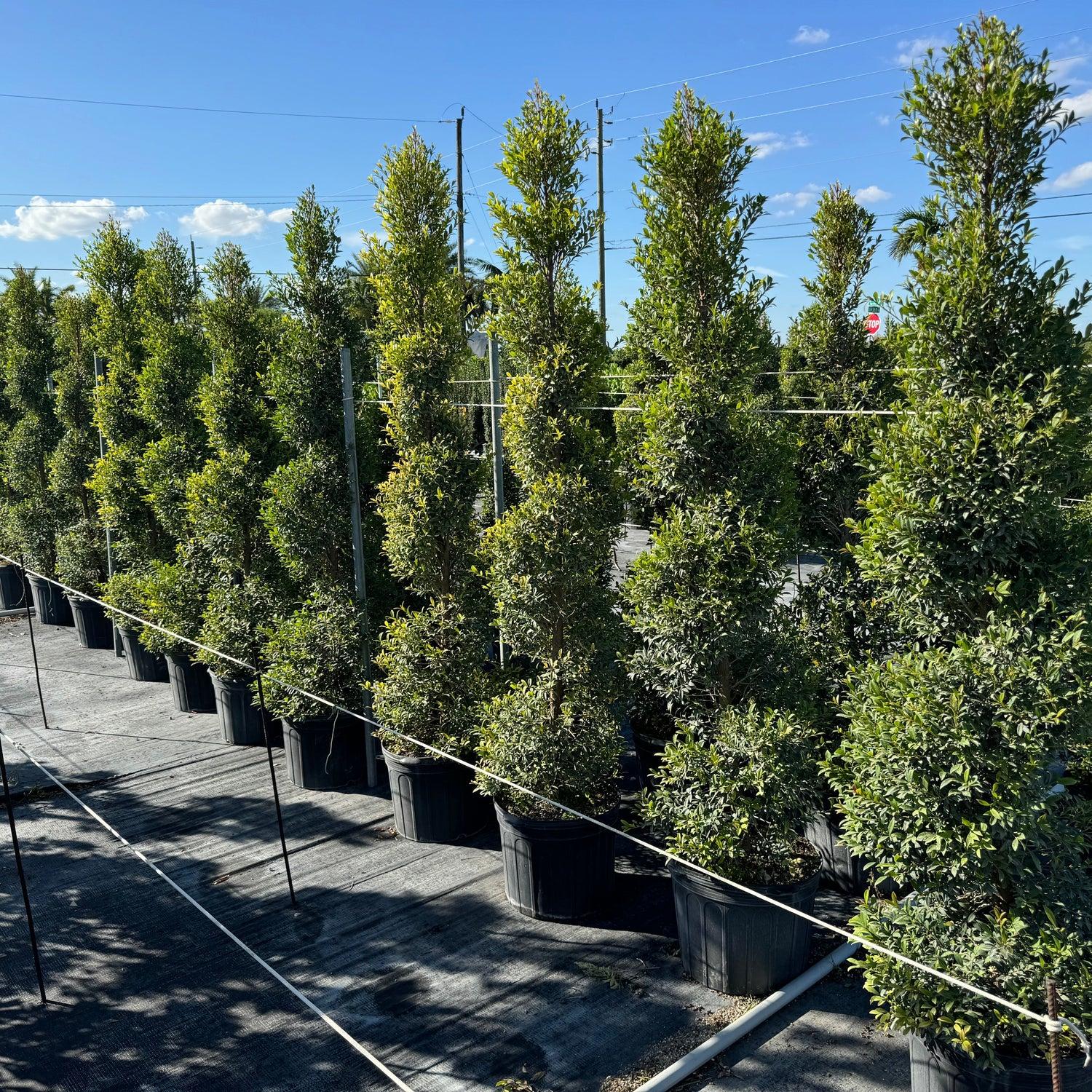 Eugenia Spiral Spiral Topiary - View 16 from www redcrocus com