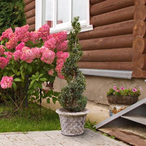 Eugenia Spiral Spiral Topiary - View 17 from www redcrocus com
