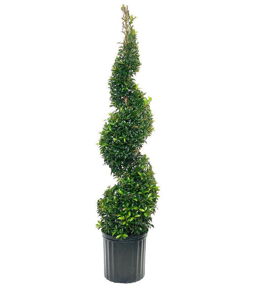 Eugenia Spiral Spiral Topiary - View 1 from www redcrocus com