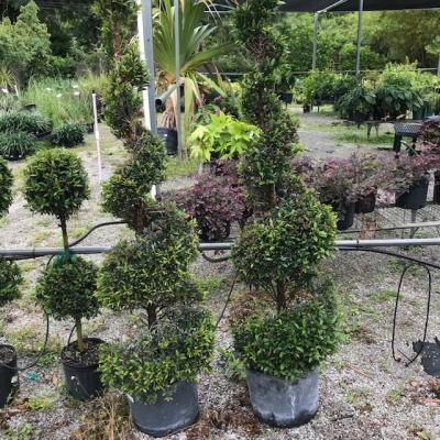 Eugenia Spiral Spiral Topiary - View 21 from www redcrocus com