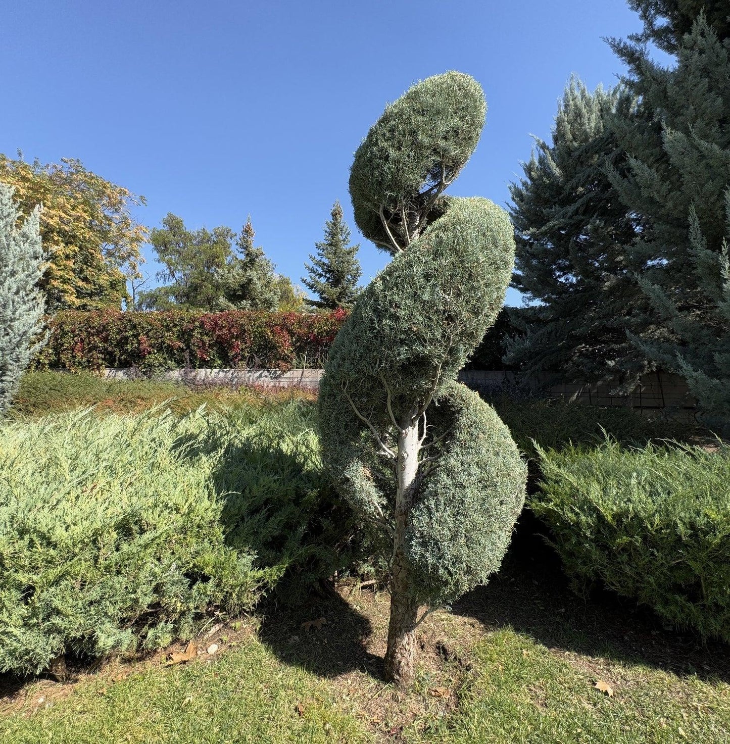 Eugenia Spiral Spiral Topiary - View 23 from www redcrocus com