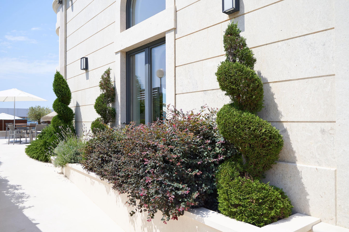 Eugenia Spiral Spiral Topiary - View 24 from www redcrocus com