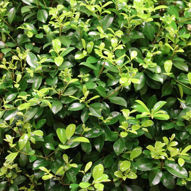 Eugenia Spiral Spiral Topiary - View 26 from www redcrocus com