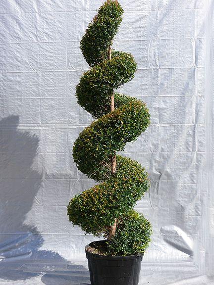 Eugenia Spiral Spiral Topiary - View 27 from www redcrocus com