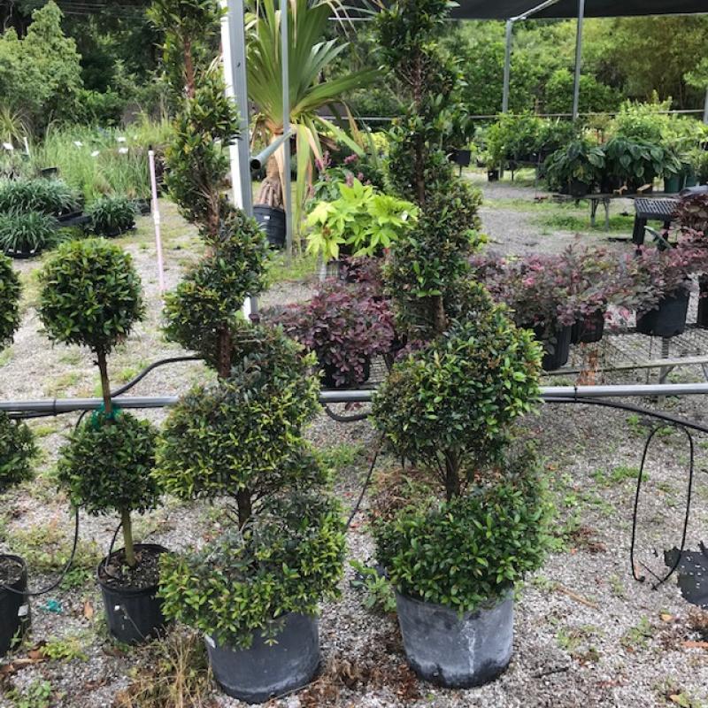 Eugenia Spiral Spiral Topiary - View 28 from www redcrocus com