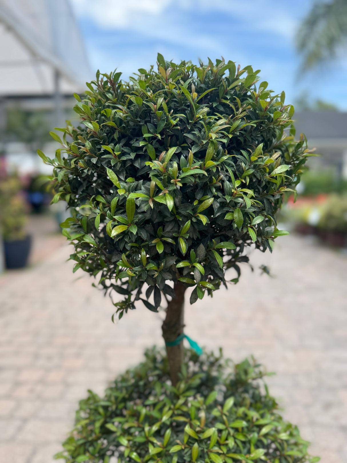 Eugenia Spiral Spiral Topiary - View 29 from www redcrocus com