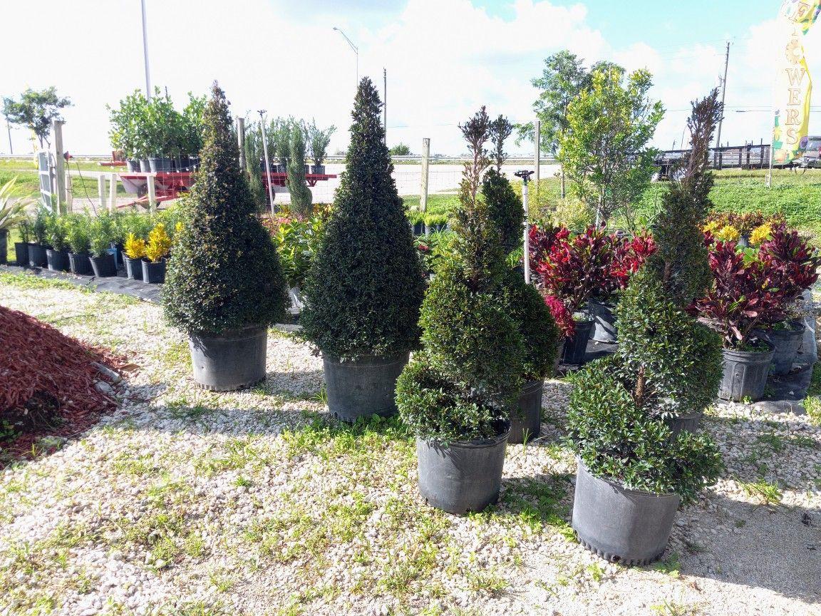 Eugenia Spiral Spiral Topiary - View 30 from www redcrocus com