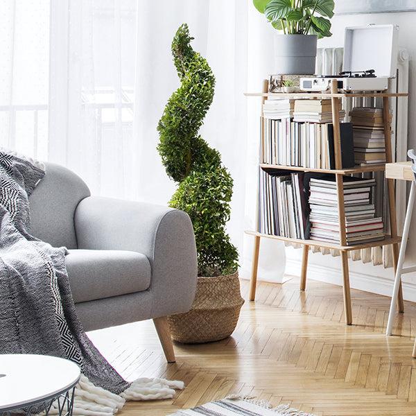 Eugenia Spiral Spiral Topiary - View 31 from www redcrocus com