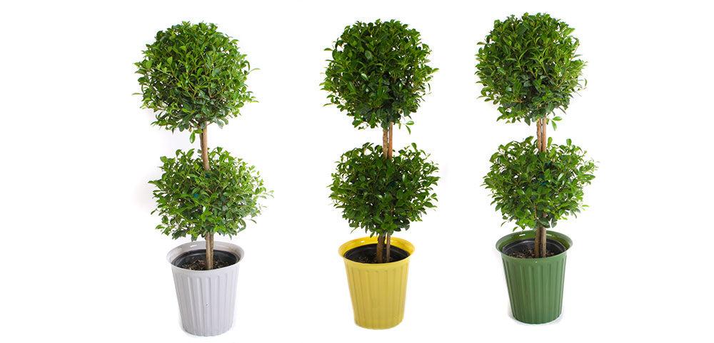 Eugenia Spiral Spiral Topiary - View 33 from www redcrocus com