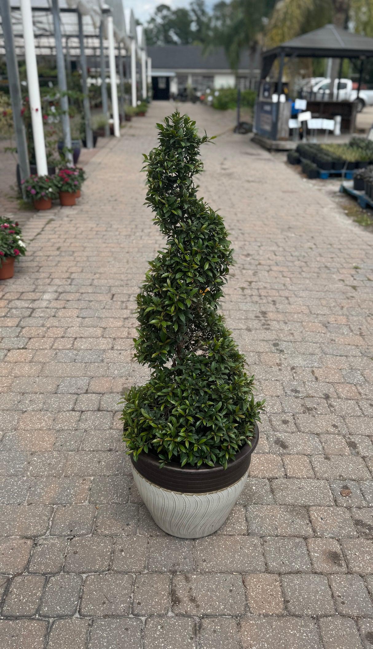 Eugenia Spiral Spiral Topiary - View 3 from www redcrocus com