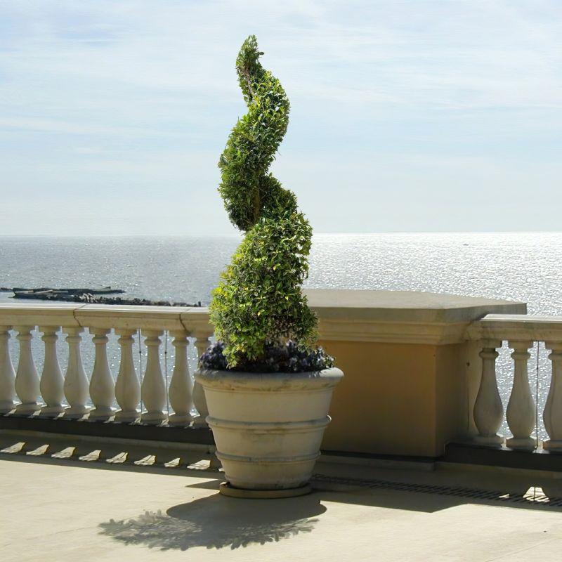 Eugenia Spiral Spiral Topiary - View 4 from www redcrocus com