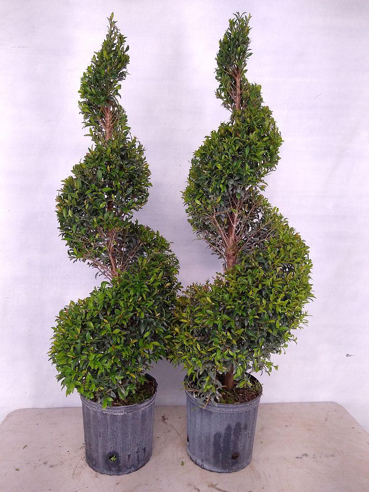 Eugenia Spiral Spiral Topiary - View 5 from www redcrocus com