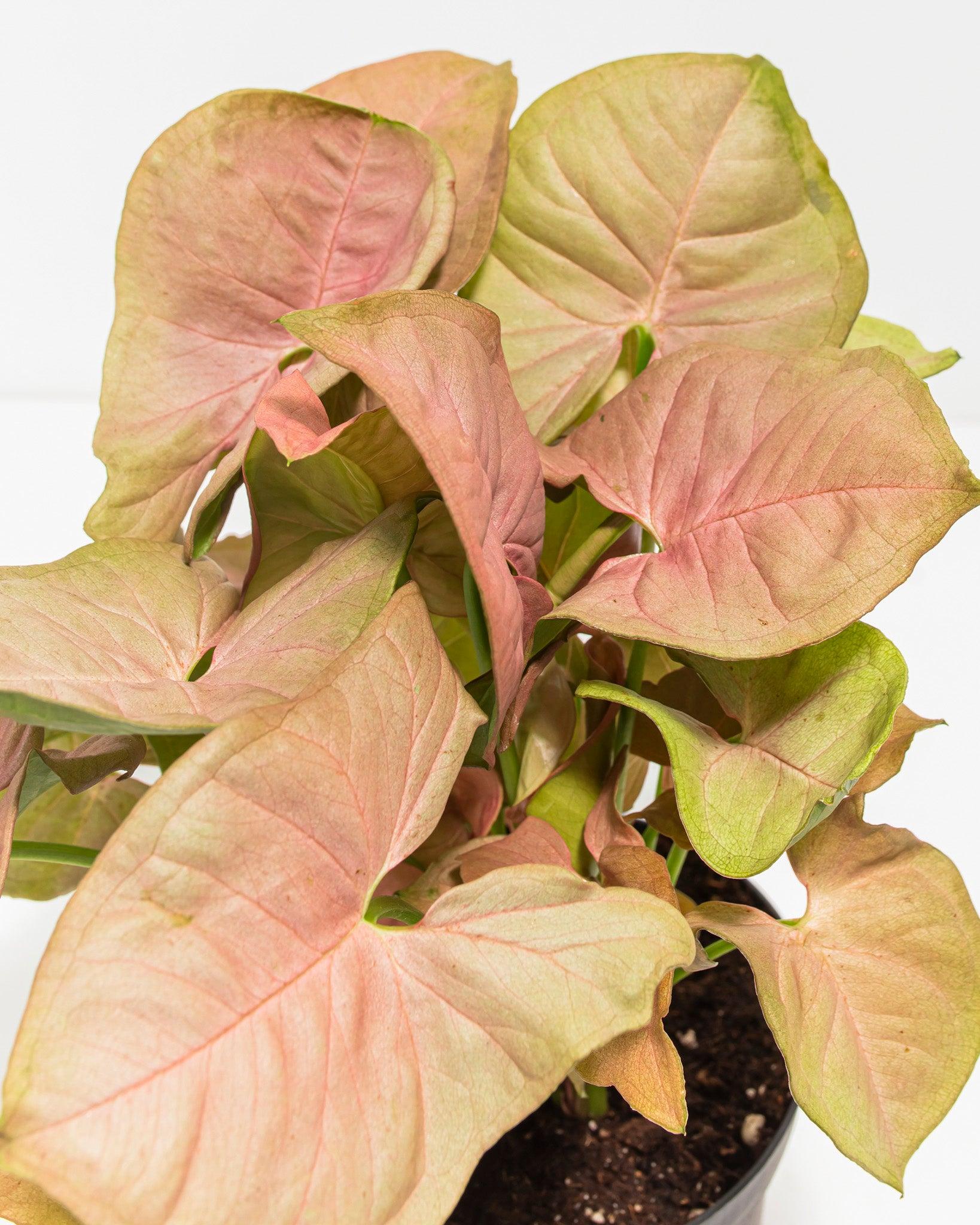 A Syngonium Arrowhead Neon Pink - View 11 from www redcrocus com