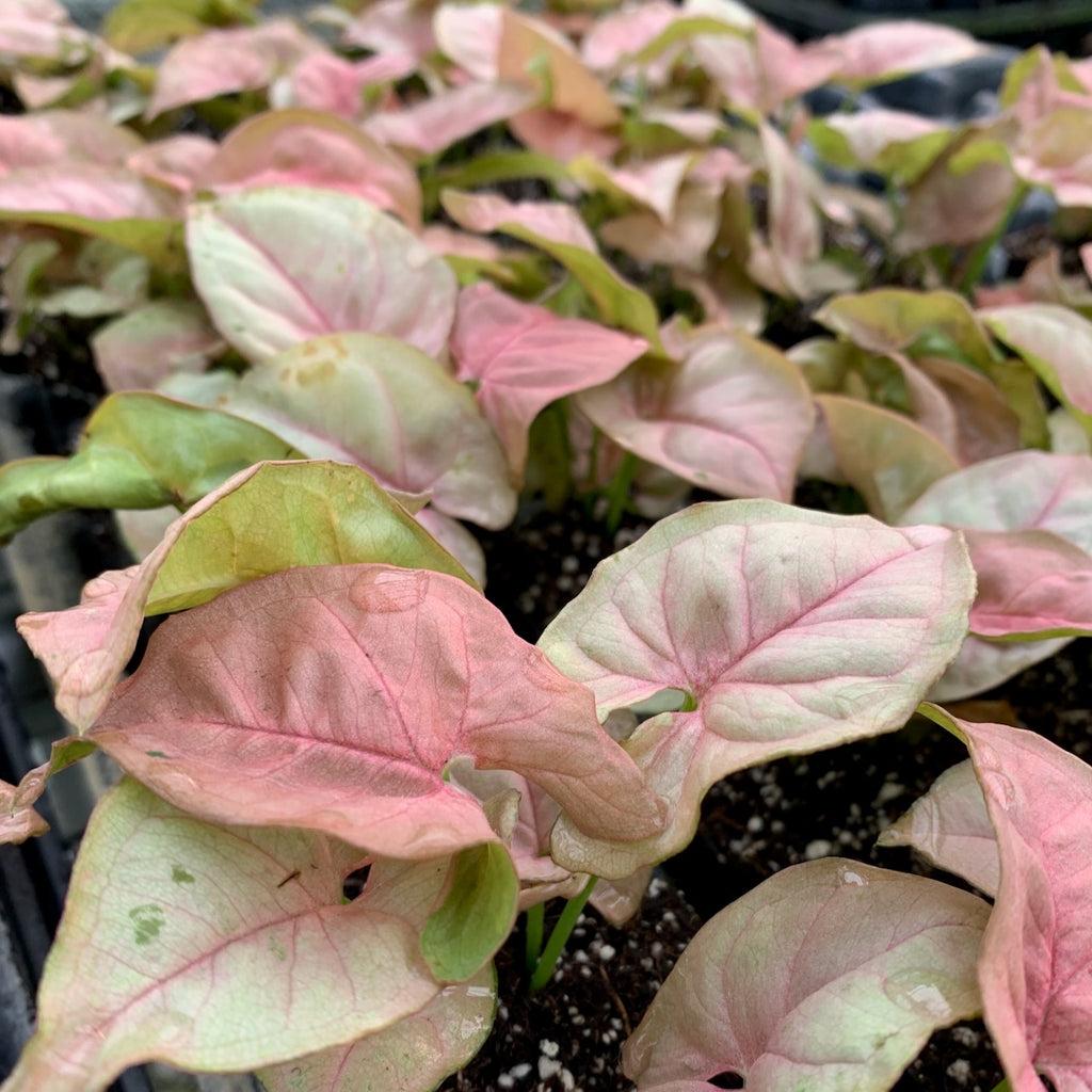 A Syngonium Arrowhead Neon Pink - View 14 from www redcrocus com