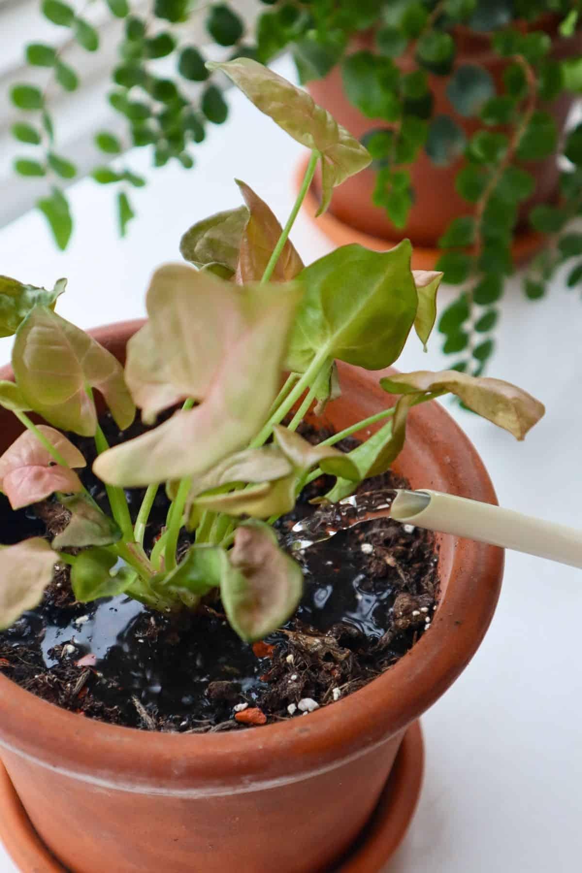 A Syngonium Arrowhead Neon Pink - View 16 from www redcrocus com