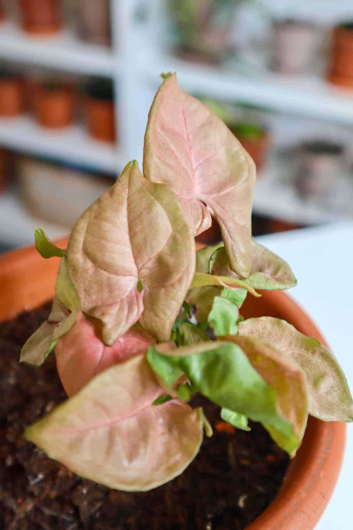 A Syngonium Arrowhead Neon Pink - View 18 from www redcrocus com