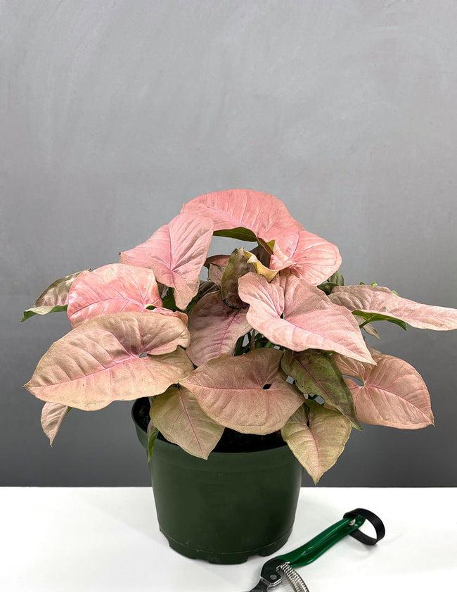 A Syngonium Arrowhead Neon Pink - View 1 from www redcrocus com