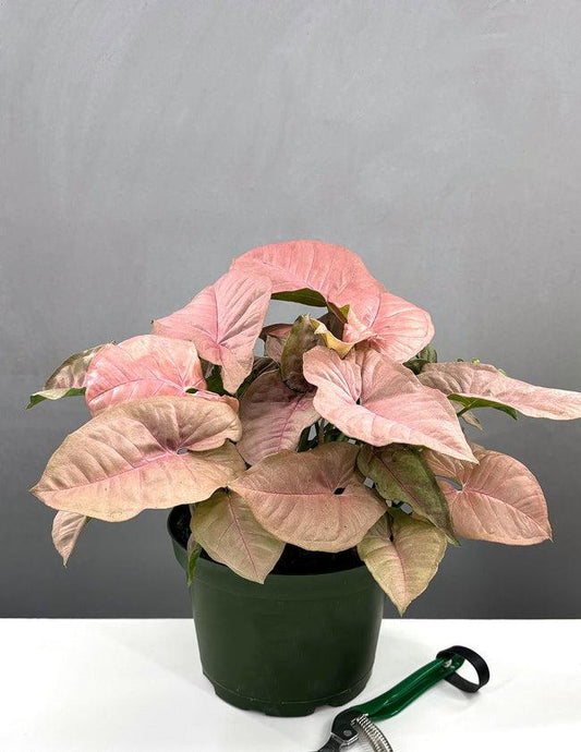A Syngonium Arrowhead Neon Pink - View 1 from www redcrocus com