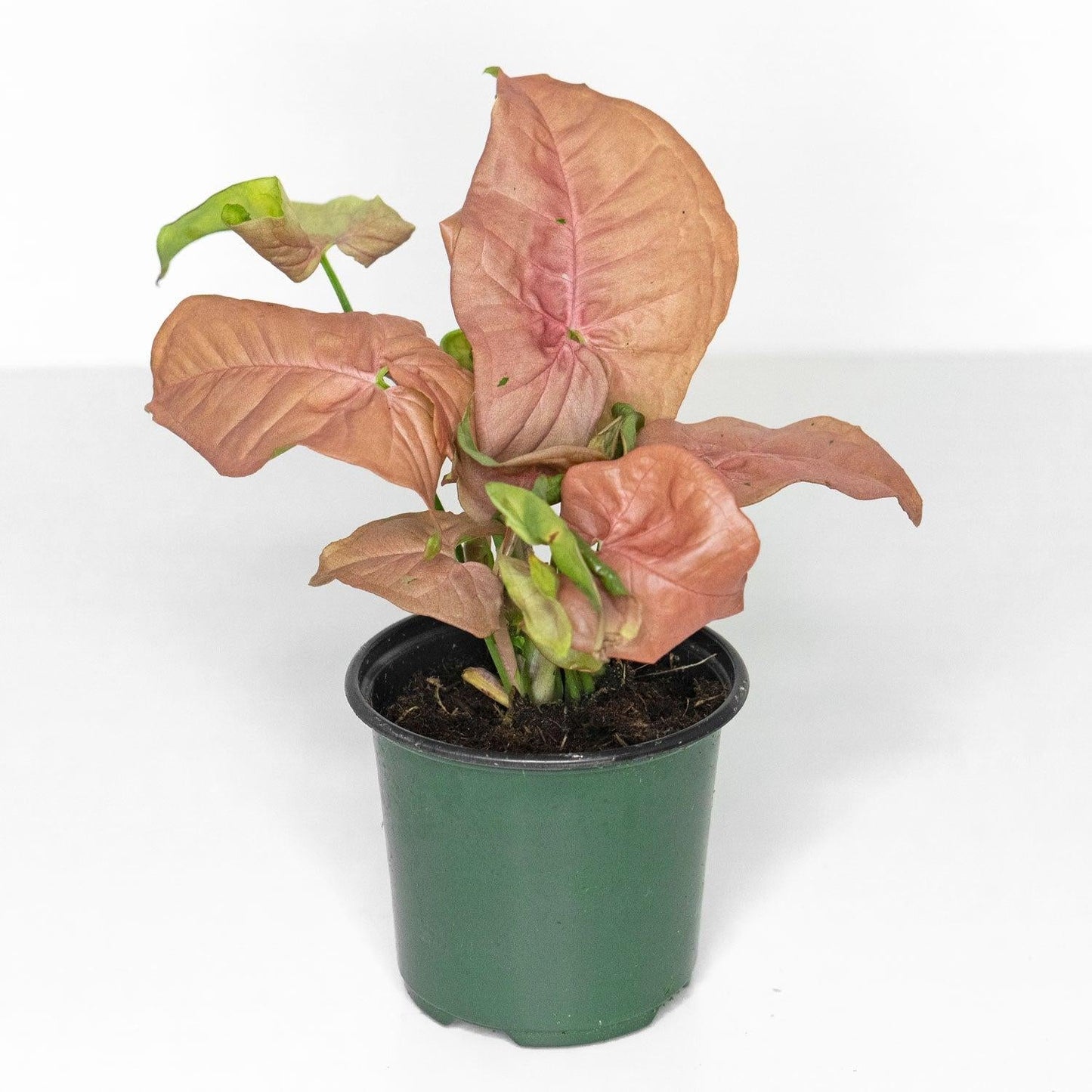 A Syngonium Arrowhead Neon Pink - View 20 from www redcrocus com