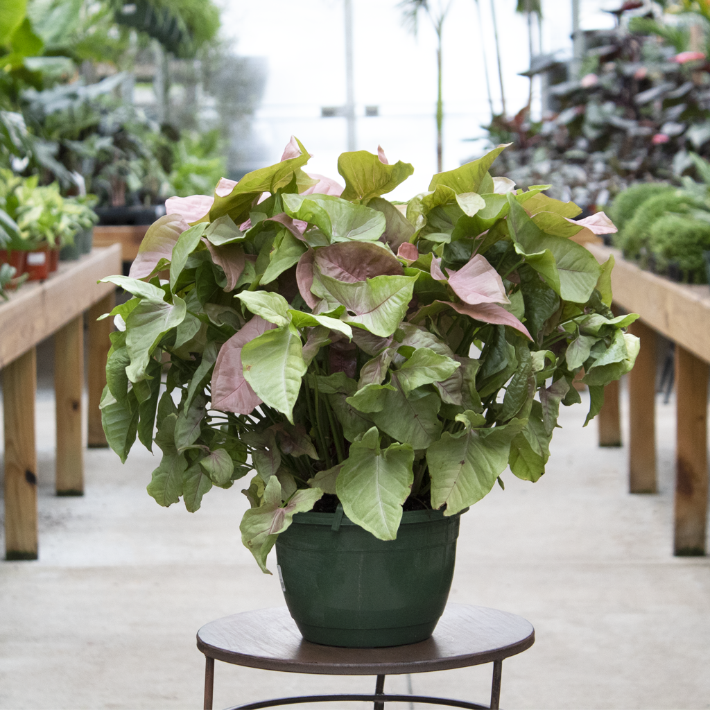 A Syngonium Arrowhead Neon Pink - View 21 from www redcrocus com