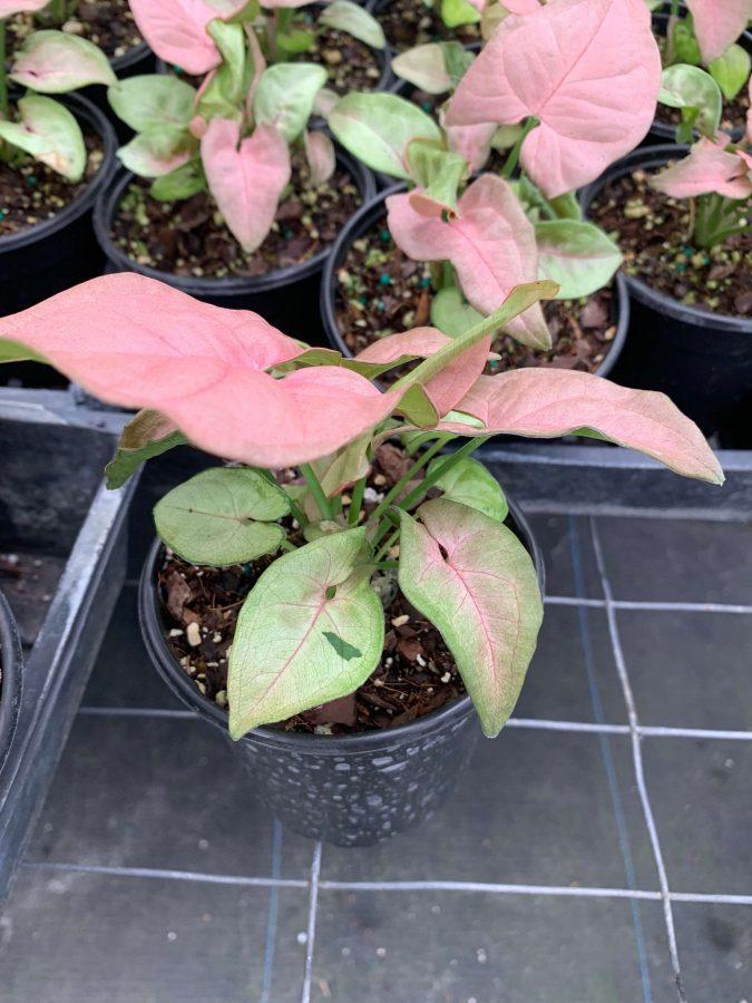 A Syngonium Arrowhead Neon Pink - View 23 from www redcrocus com