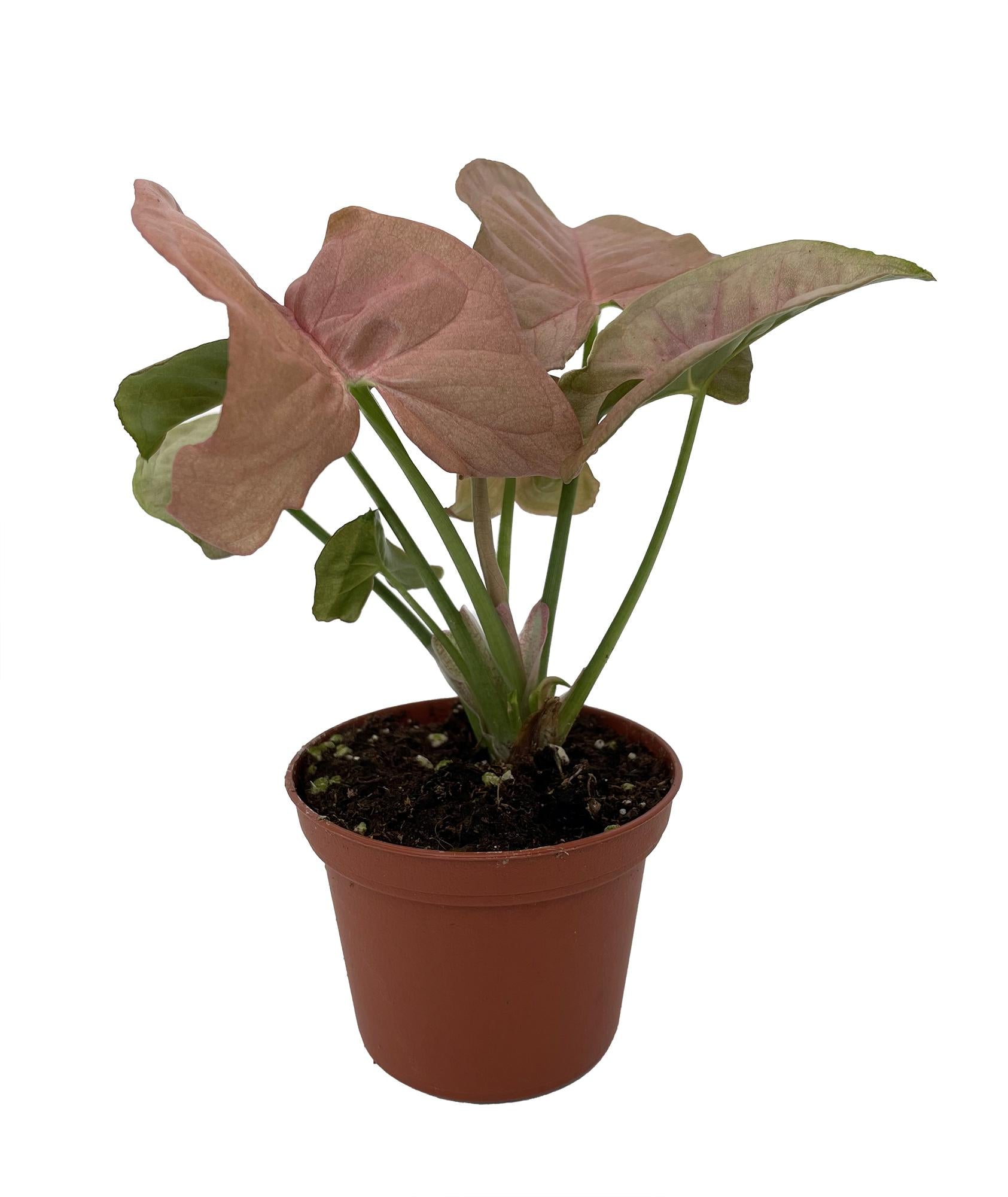 A Syngonium Arrowhead Neon Pink - View 24 from www redcrocus com