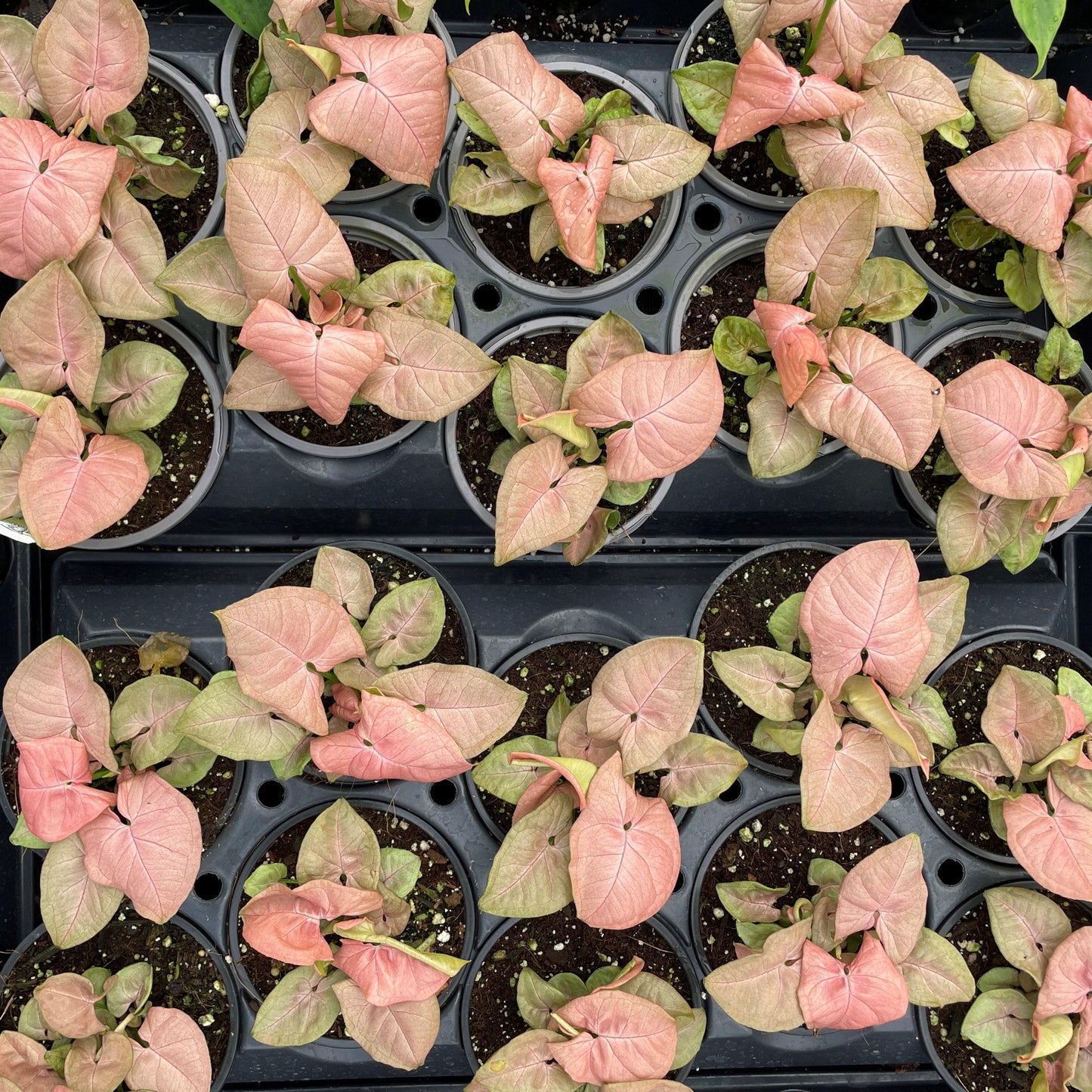 A Syngonium Arrowhead Neon Pink - View 26 from www redcrocus com