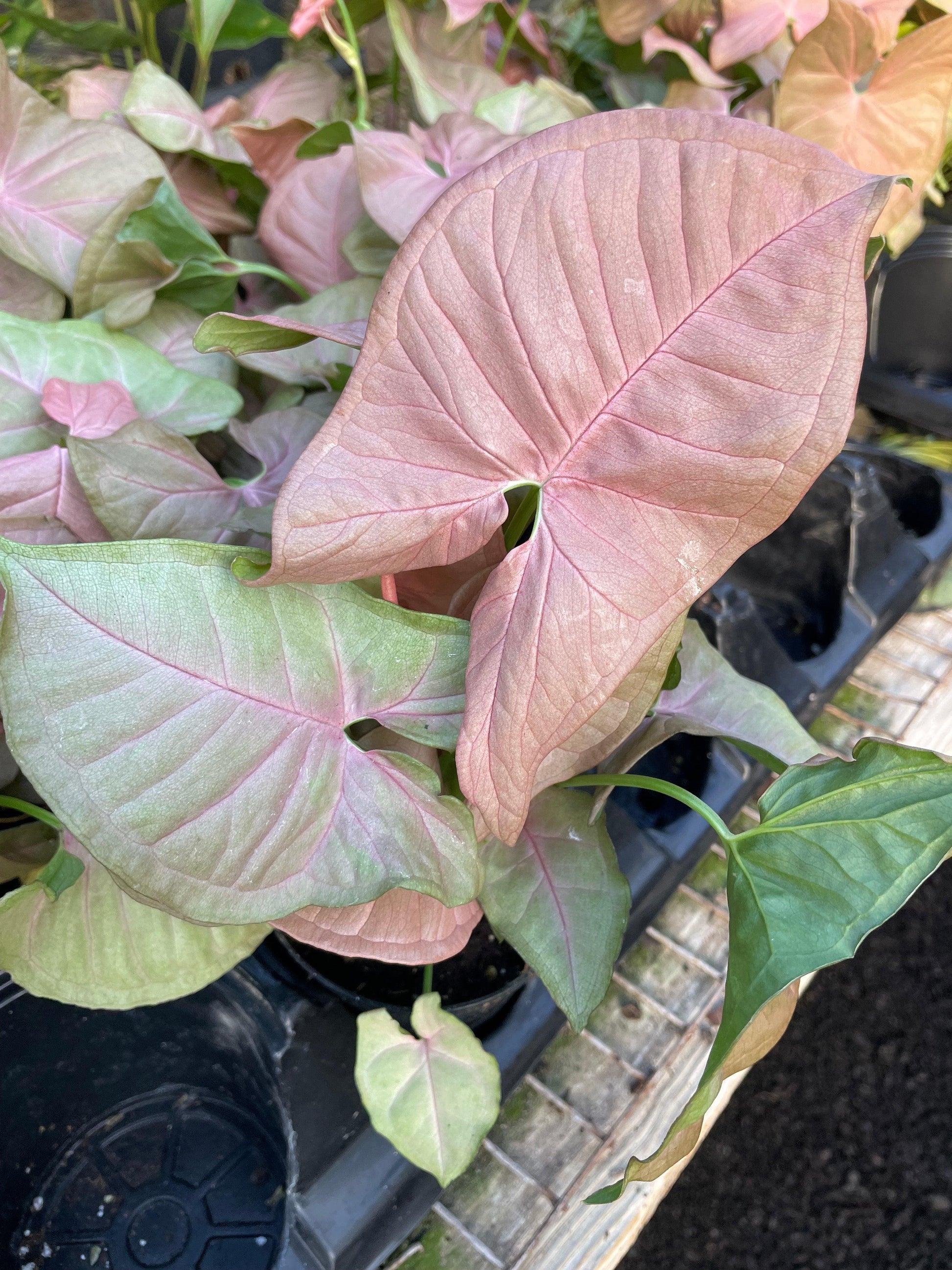 A Syngonium Arrowhead Neon Pink - View 27 from www redcrocus com